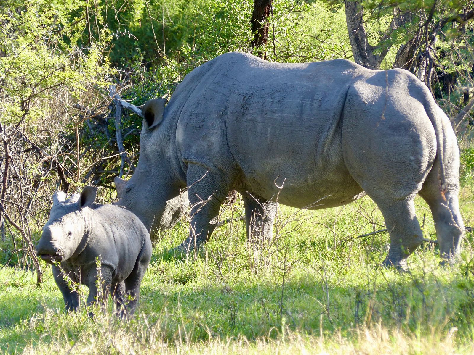 Jour 10 - Rhinocéros de Ghaub