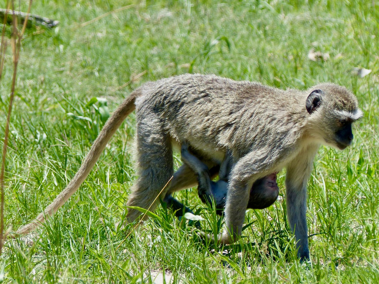 Jour 12 - Buffalo Park & Hippopotames