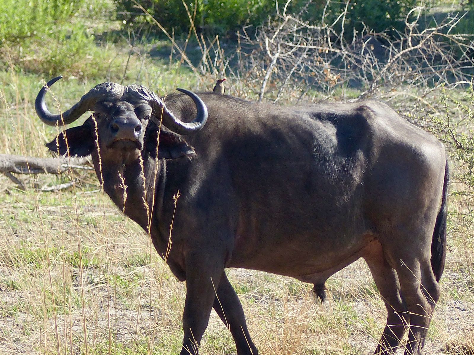 Jour 13 - Nkasa Rupara National Park