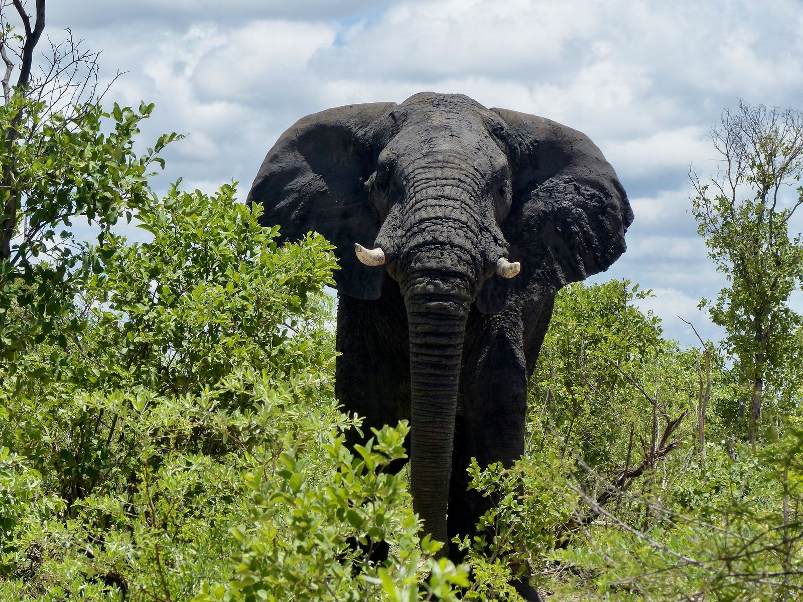 Jour 18 - Khaudum National Park