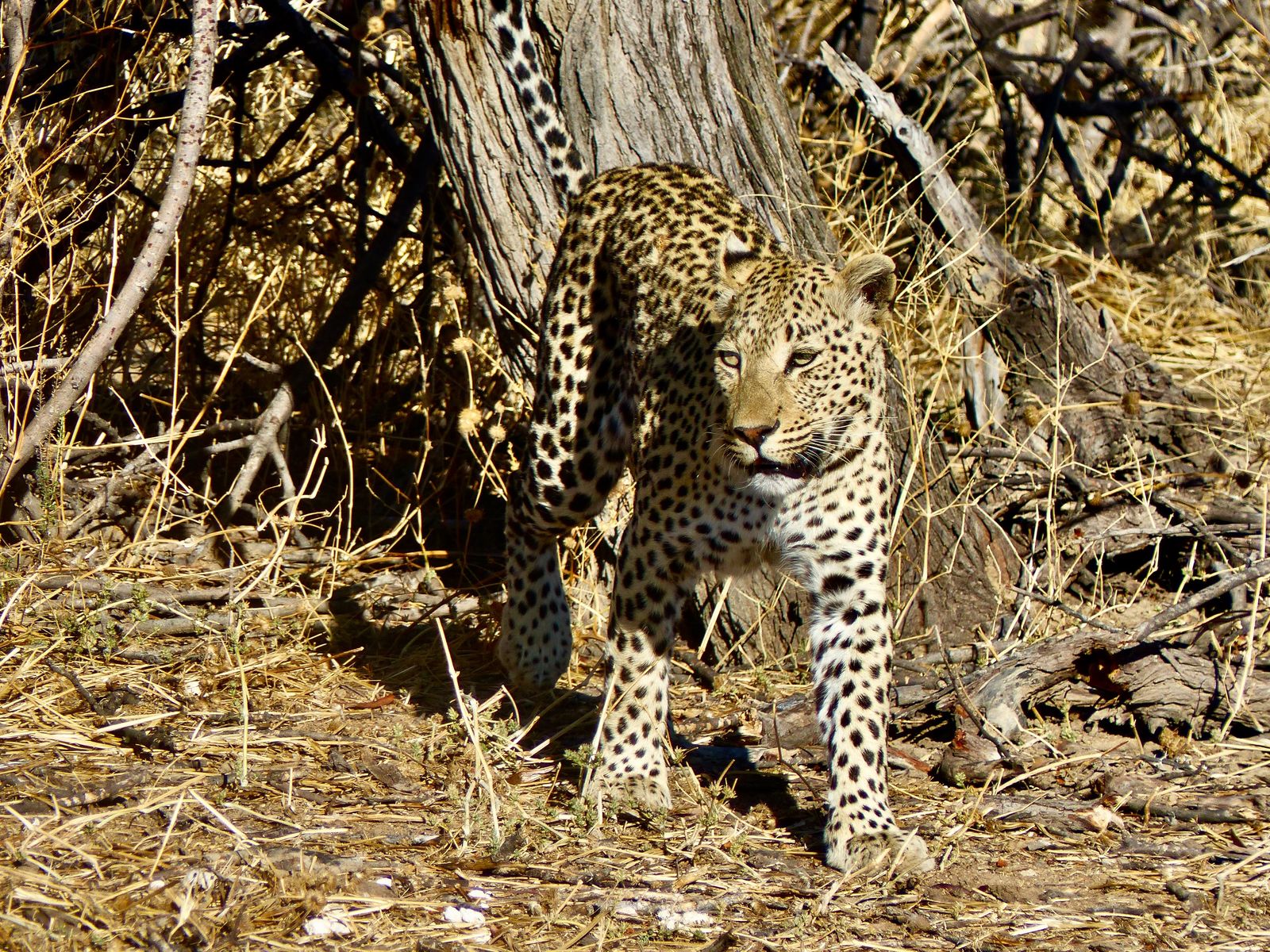 Jour 20 - Okonjima & les félins