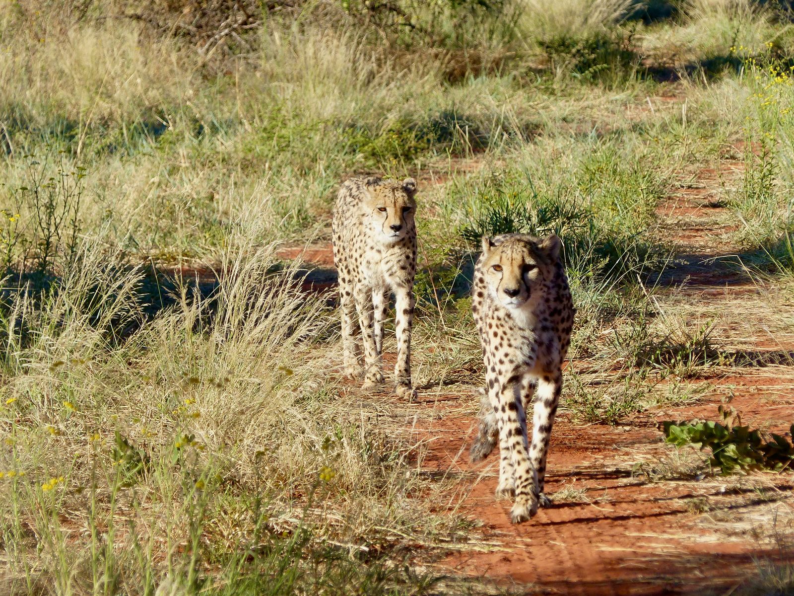 Jour 21 - Guépards & Windhoek