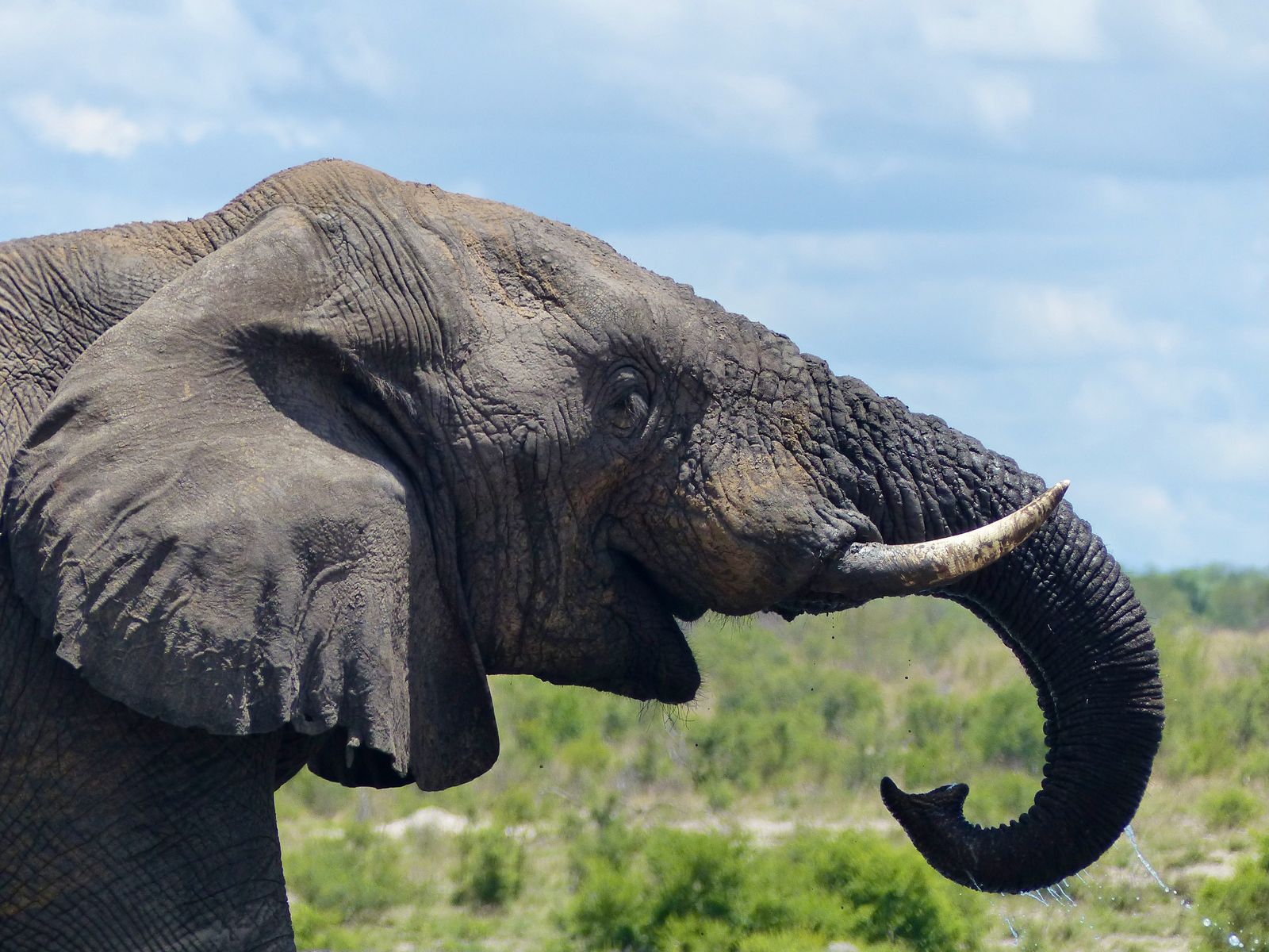 Jour 6 - Twyfelfontein & Éléphants du désert